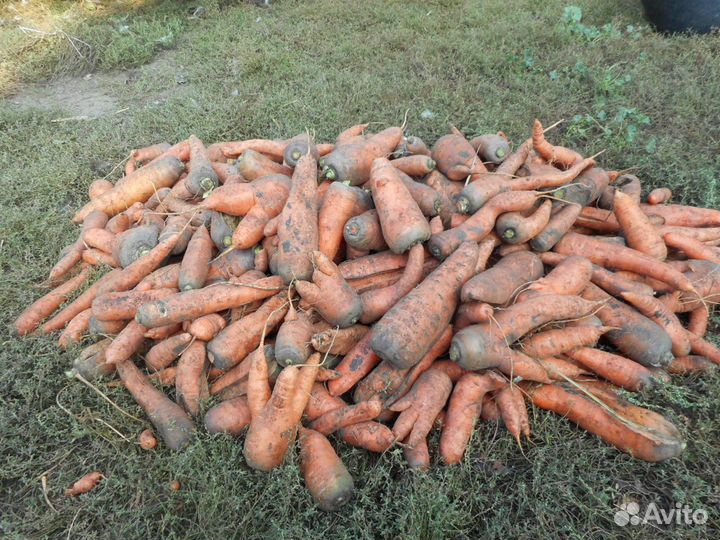 Морковь-некондиция