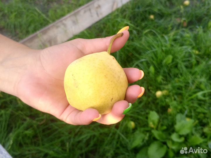 Винная груша