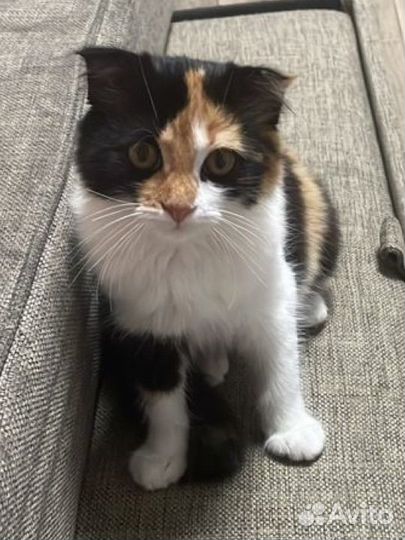 Котенок в добрые руки