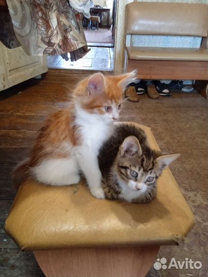 Котики пушистики