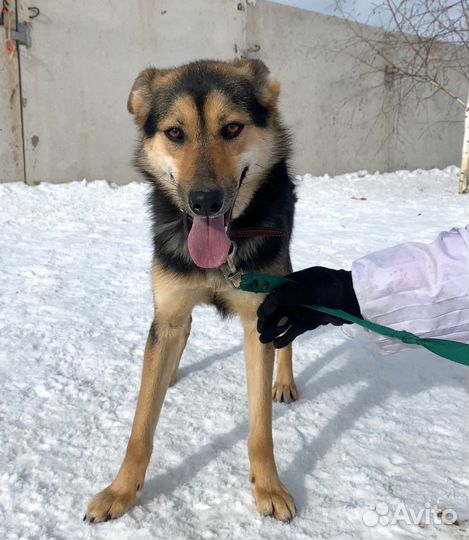 Собачка Кола в дар