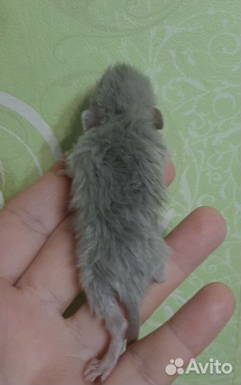 Крысята дамбо long