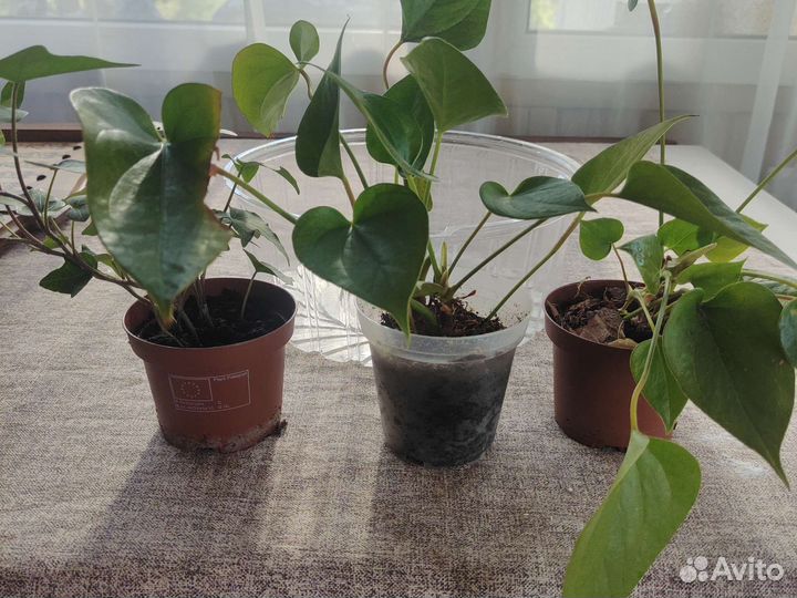 Излишки растений