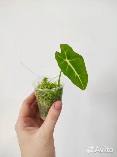 Алоказия мишольца (фрайдек), алоказия жаклин