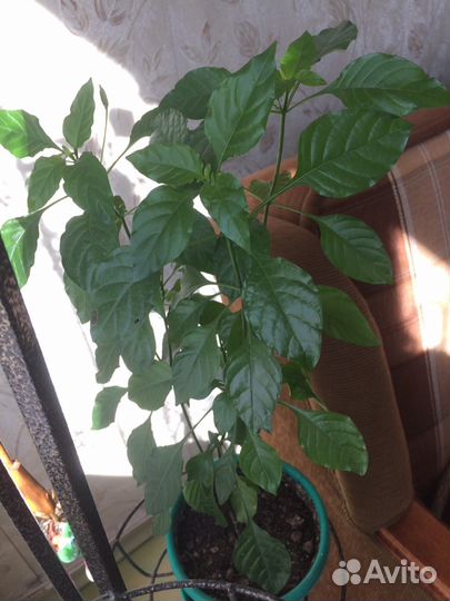 Кроссандра