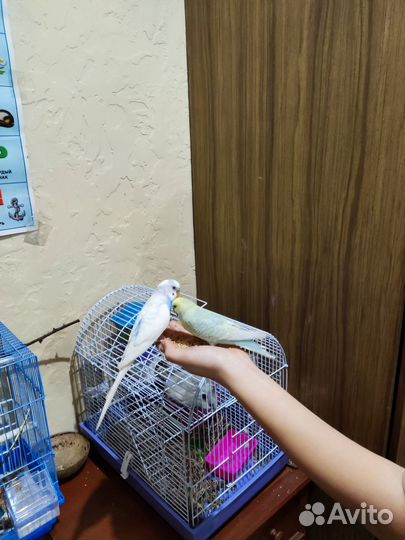 Неразлучник и Волнистые попугайчики