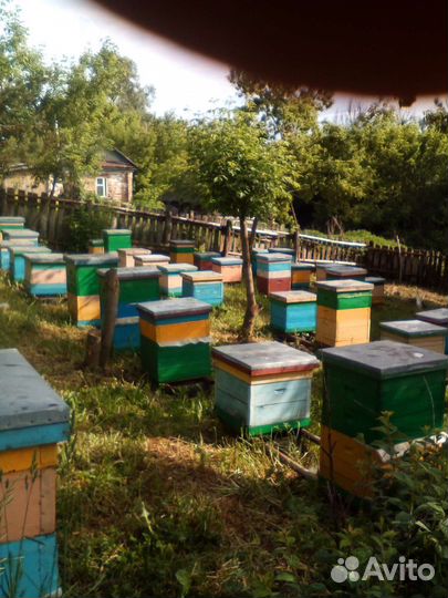 Пчелосемьи зимовалые