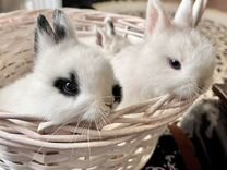 Декоративные кролики