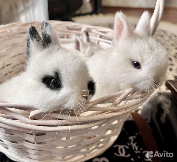 Декоративные кролики