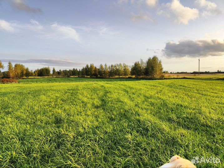 Сеялка APV PS 200, 2017