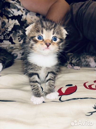 Котята от шотландской кошки