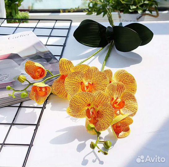 Орхидея(латекс), кротон,толстянка