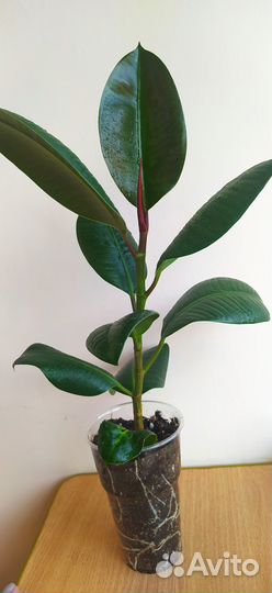 Фикус эластика робуста