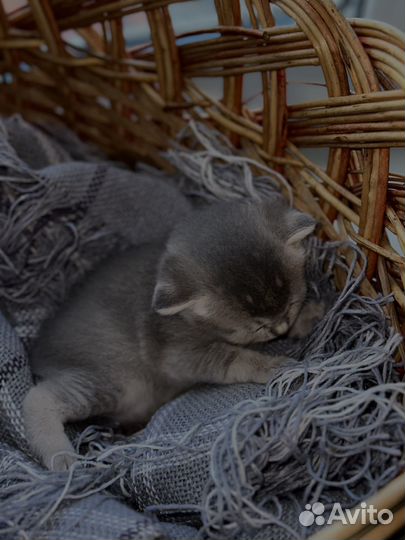 Британские котята