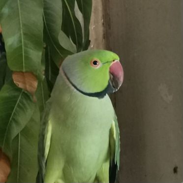 Ожереловые попугаи пара