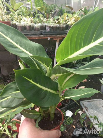 Диффенбахия