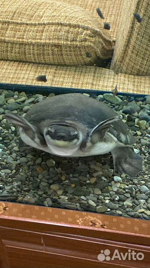 Свинорылая черепаха