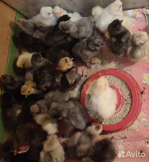 Красивую птицу на каждое подворье