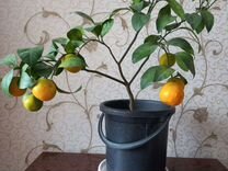 Мандарин Лимон Апельсин
