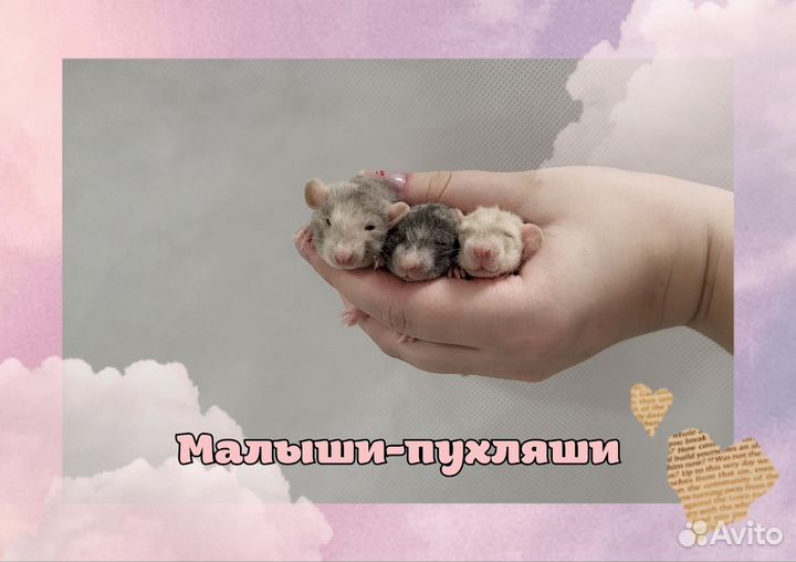 Крысята малыши