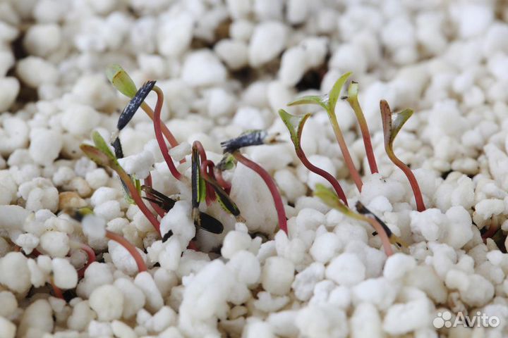 Агроперлит