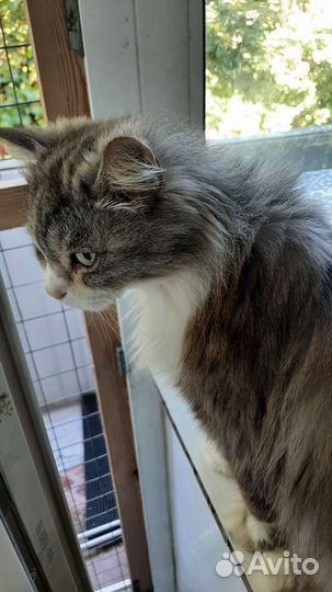 Котик в дар