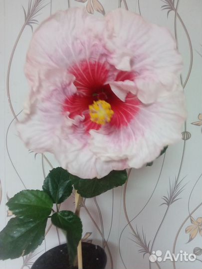 Продам цветы комнатные