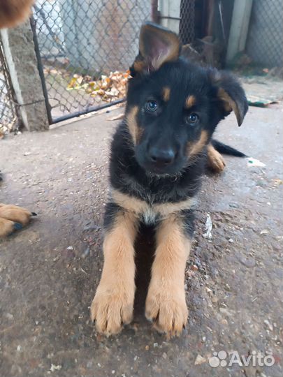 Немецкая овчарка