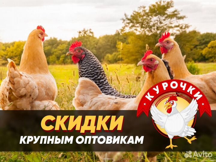 Курочки несушки молодки фермерские