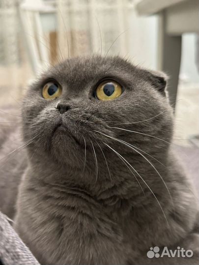 Шотландская вислоухая