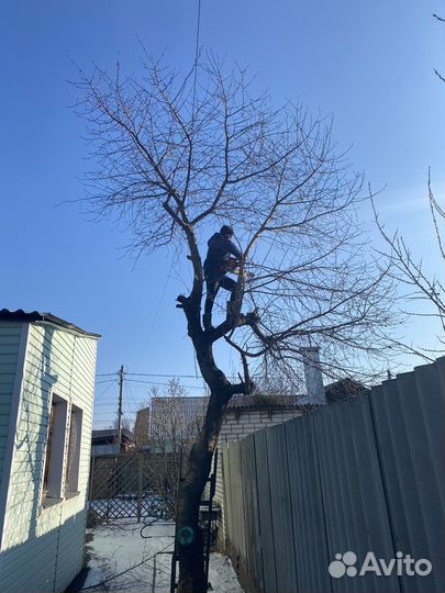 Спил деревьев/Покос травы/ Расчистка участков