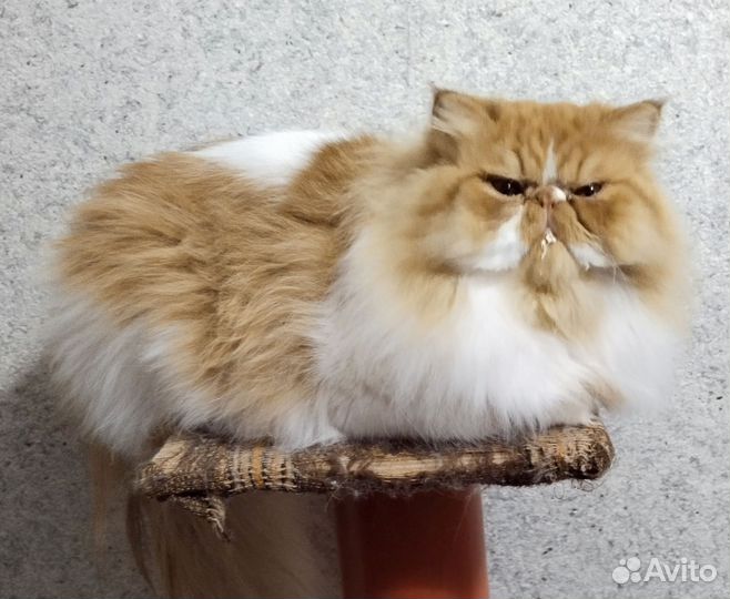 Вязка. Персидский кот