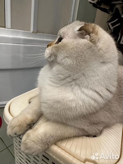 Кот Шотландский вислоухий