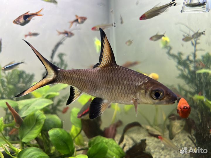 Аквариумные рыбки