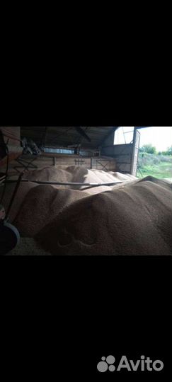 Зерно пшеница, ячмень опт, сено в рулонах