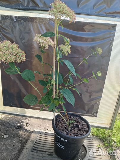 Гортензия пинк анабель