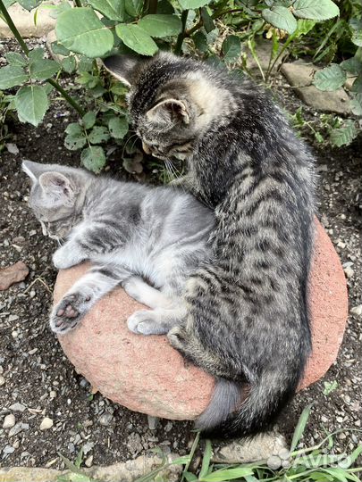 Котенок 2 месяца