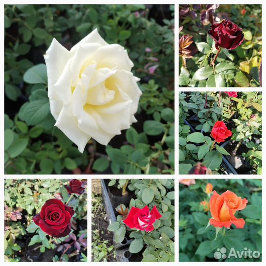 Кустовые розы