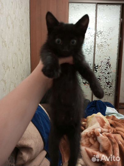 Котенок мальчик черный