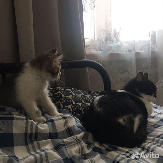 Котенок