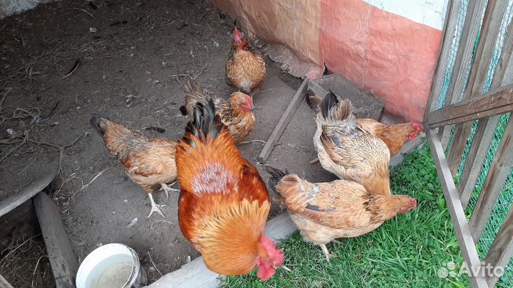 Семьи породных кур. Кучинские, мараны, ленинградс