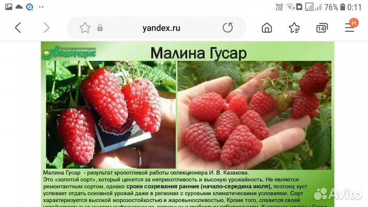 Саженцы сортовой малины