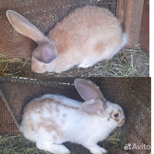 Кролики мясных пород