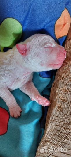 Бронь щенков