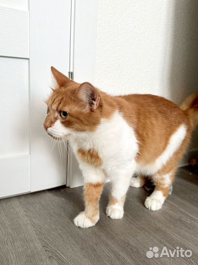Крупный ласковый кот ищет дом