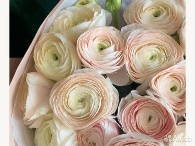 Цветы живые ранункулюсы