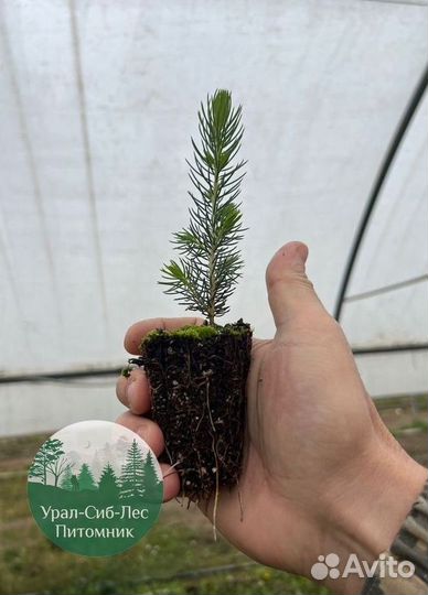 Сеянцы зкс Сосна Ель Лиственница окс Голуб Горн