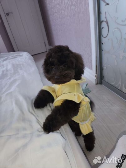 Мальтипу девочка