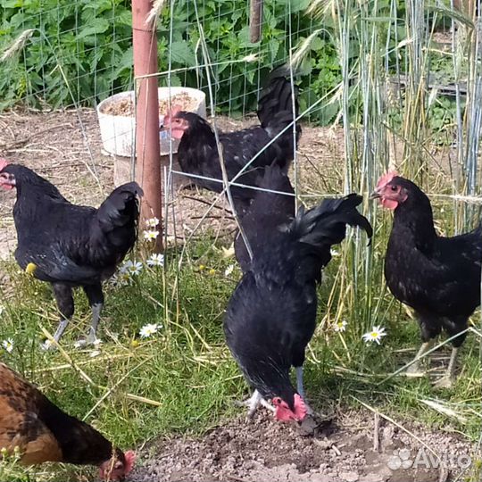 Молодые петушки Синь Синь дянь