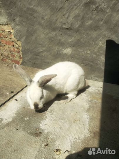 Кролик самец и самки